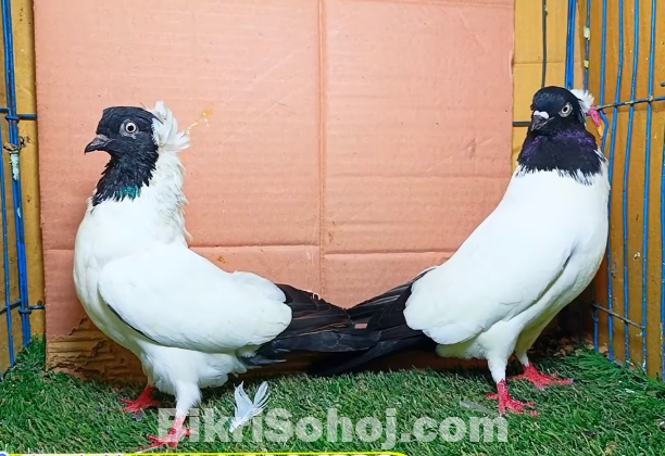 Nun kobutor , নান কবুতর